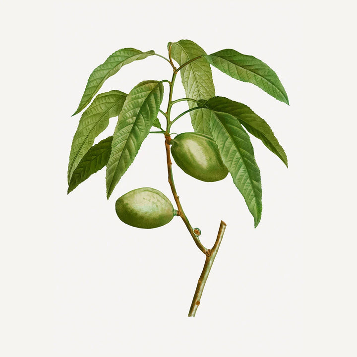 Balsam de buze - Migdale calmante 12g