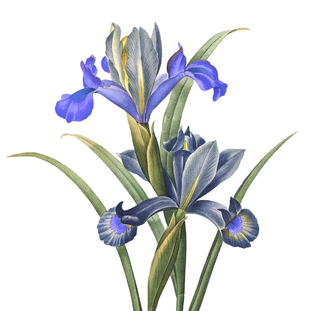 Apă de Toaletă - Petale de Iris 50ml