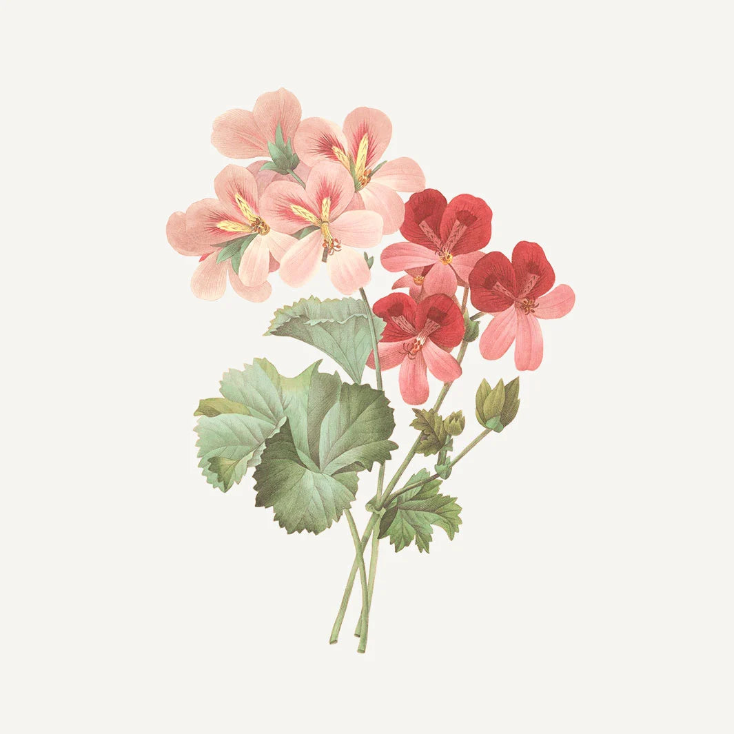 Apă de toaletă - Rose Geranium 50ml