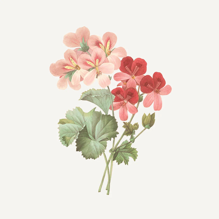Apă de toaletă - Rose Geranium 50ml