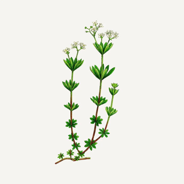 Apă de toaletă - Safir Marin 50ml